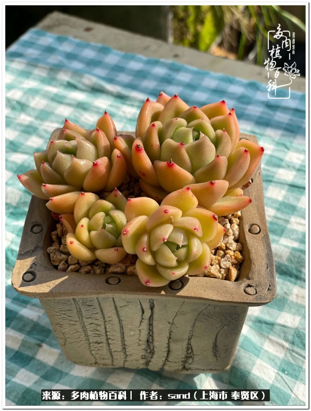 养点花草给生活添点乐趣,养点花花草草心情自然会好