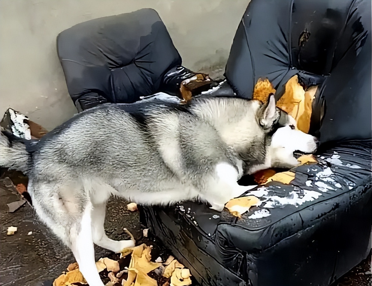 经常不遛狗会给主人带来什么祸害,不经常遛狗会怎样