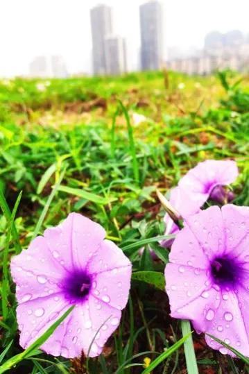 十大常见的蔬菜花,适合开花的日常蔬菜有哪些