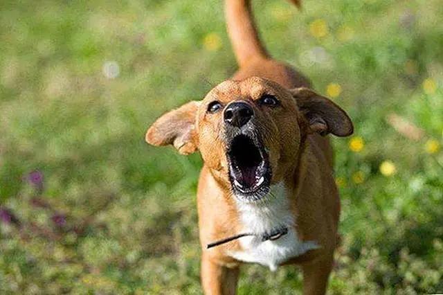 狗狗有这些特征可能得了狂犬病,狗狗有这5个信号可能是狂犬病