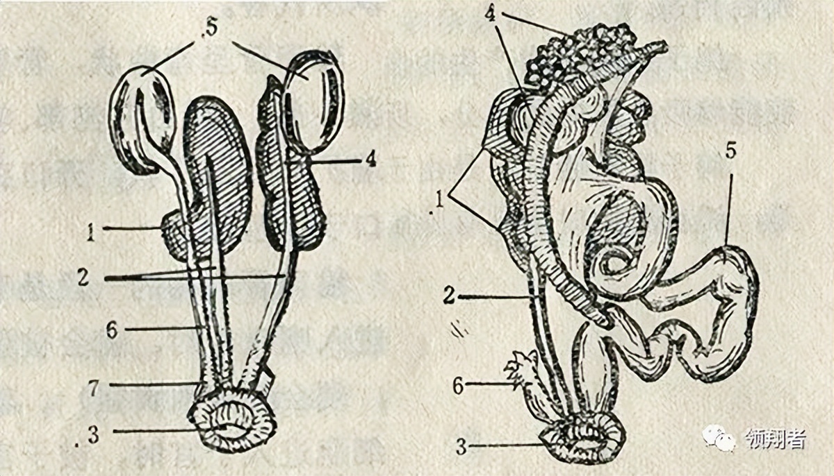 鸽子的身体结构与8大系统图示