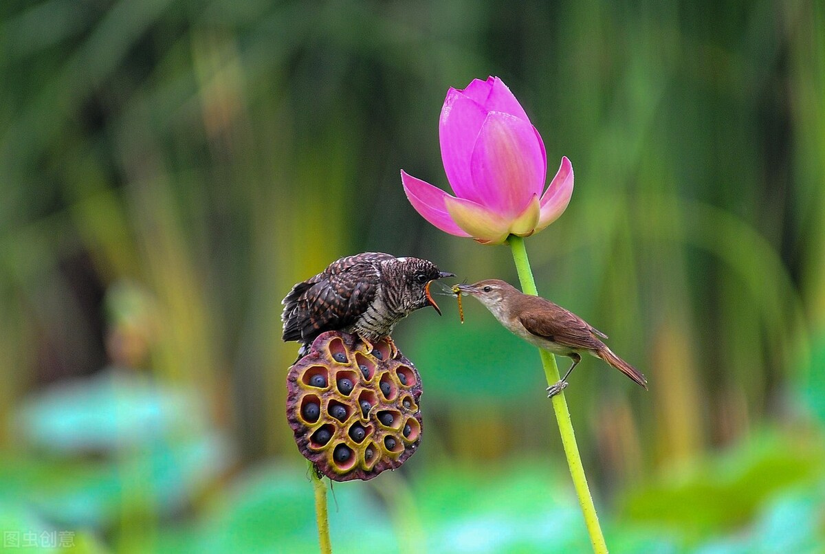 鸠占鹊巢上一句,鸠占鹊巢小视频