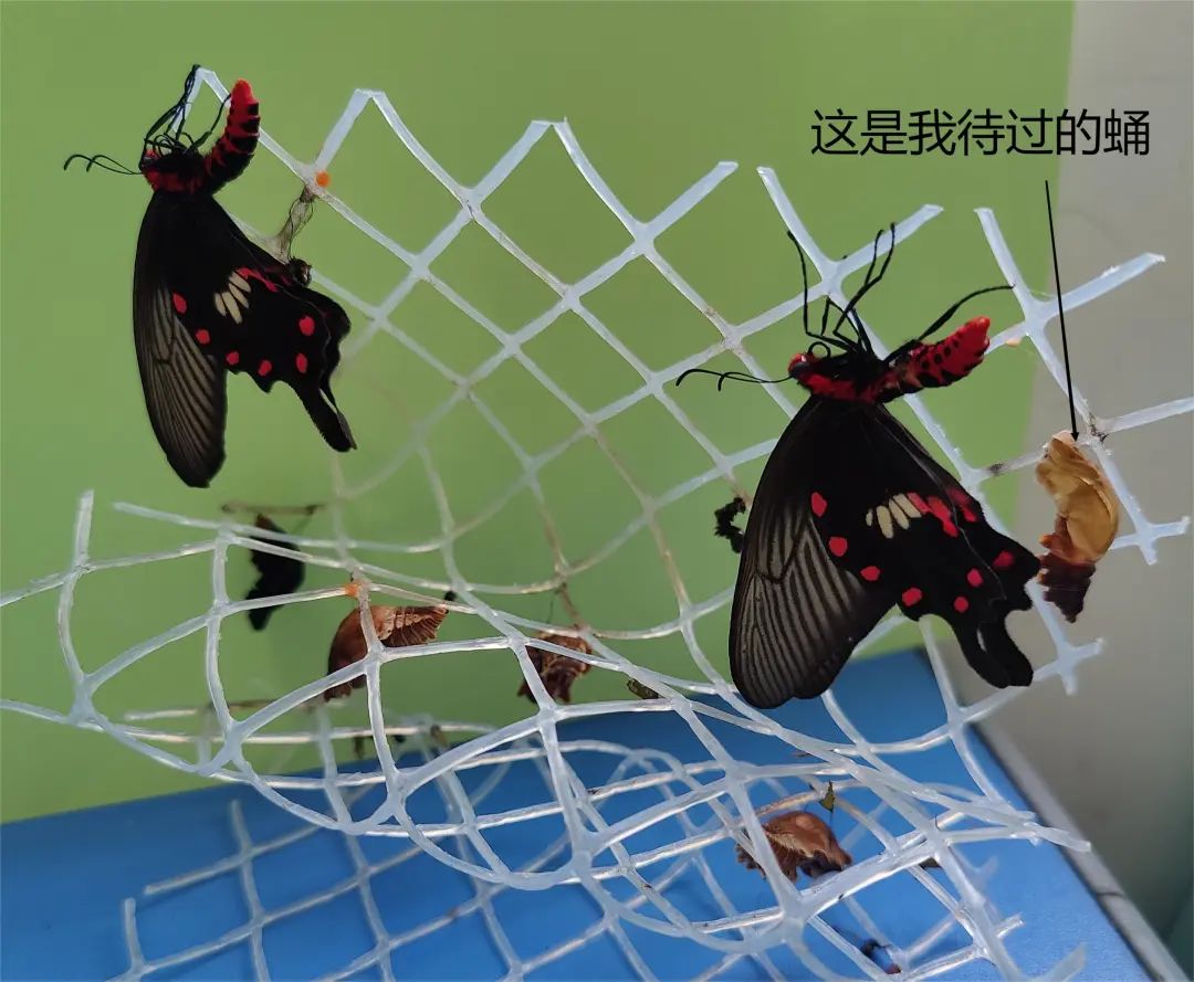 大禹“双减”周年记｜落实“五好”行动培育“尚美”禹芽儿