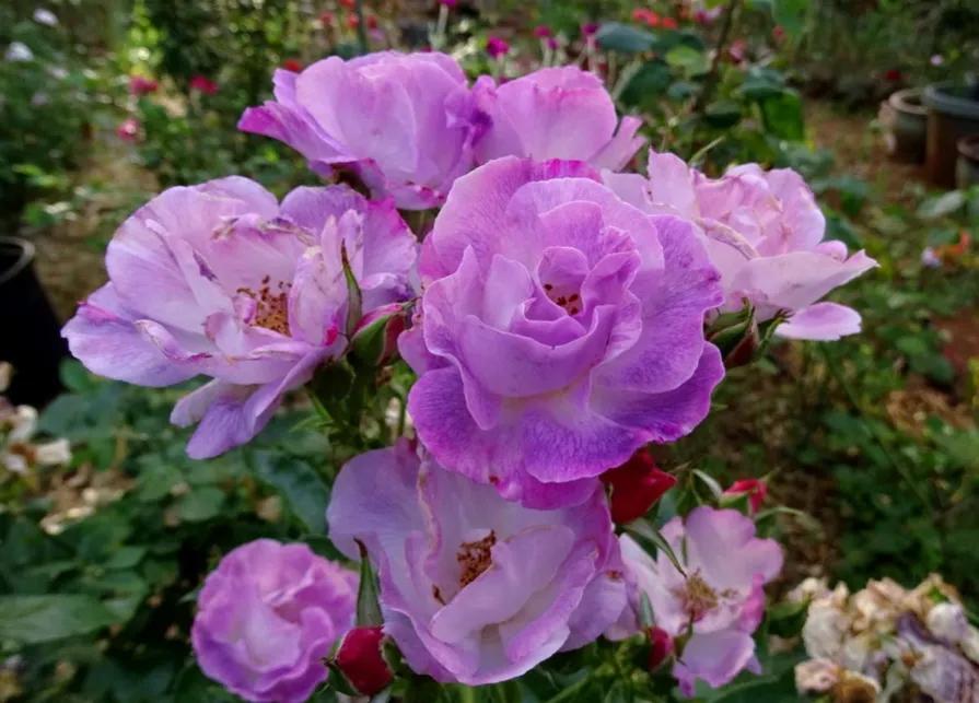 蓝色梦想树月季,蓝色梦想与什么蓝月季一样