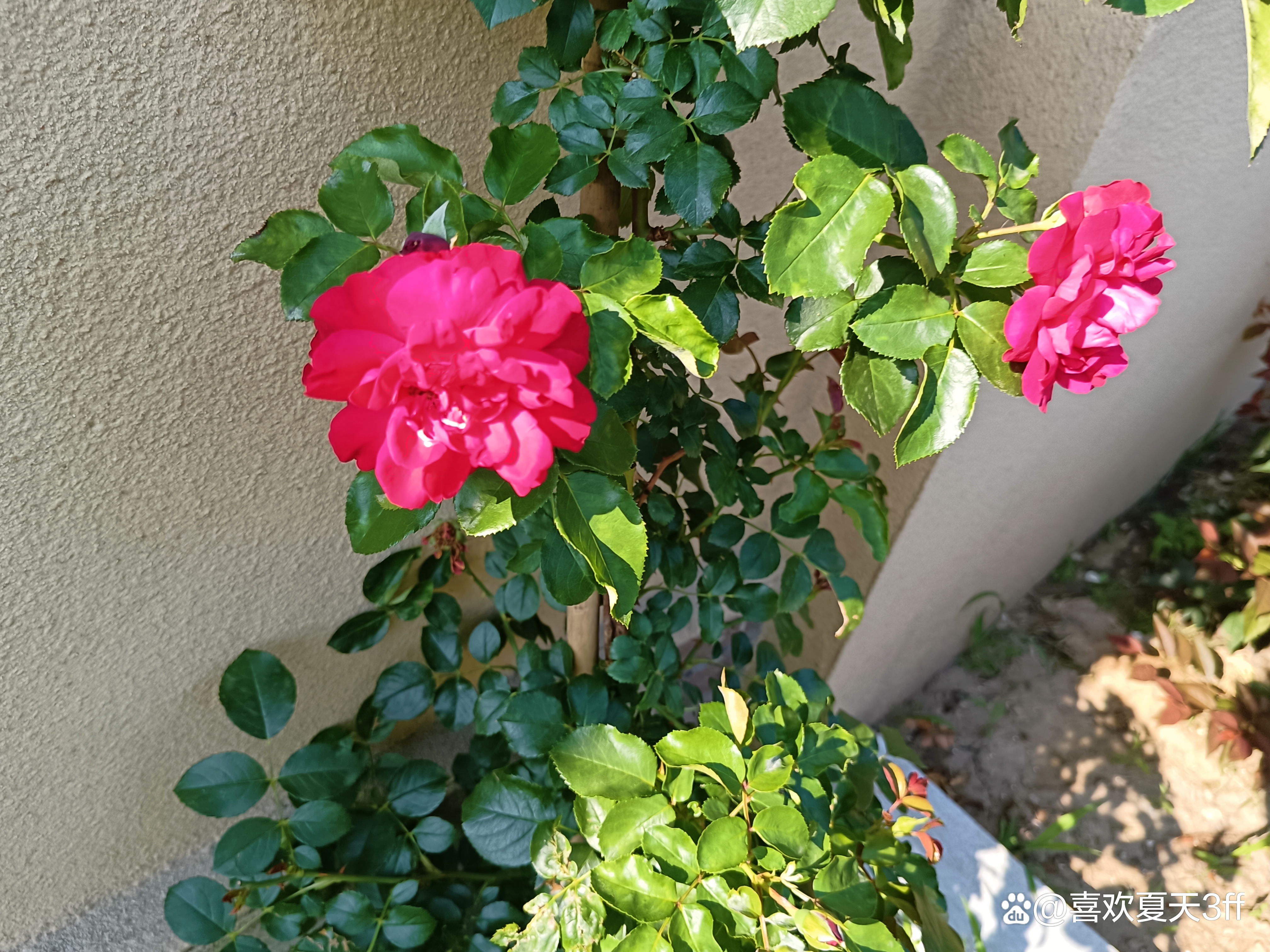 初秋时节鲜花盛开姹紫嫣红,花开初夏花香四溢