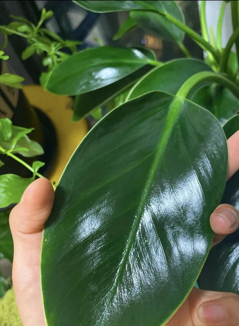 王大爷教你养花,王大爷养花全集