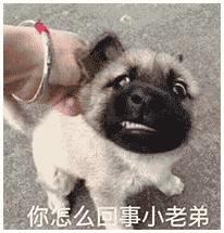 狗狗大便里有白色长条的虫怎么办,狗狗肚子有虫的症状表现