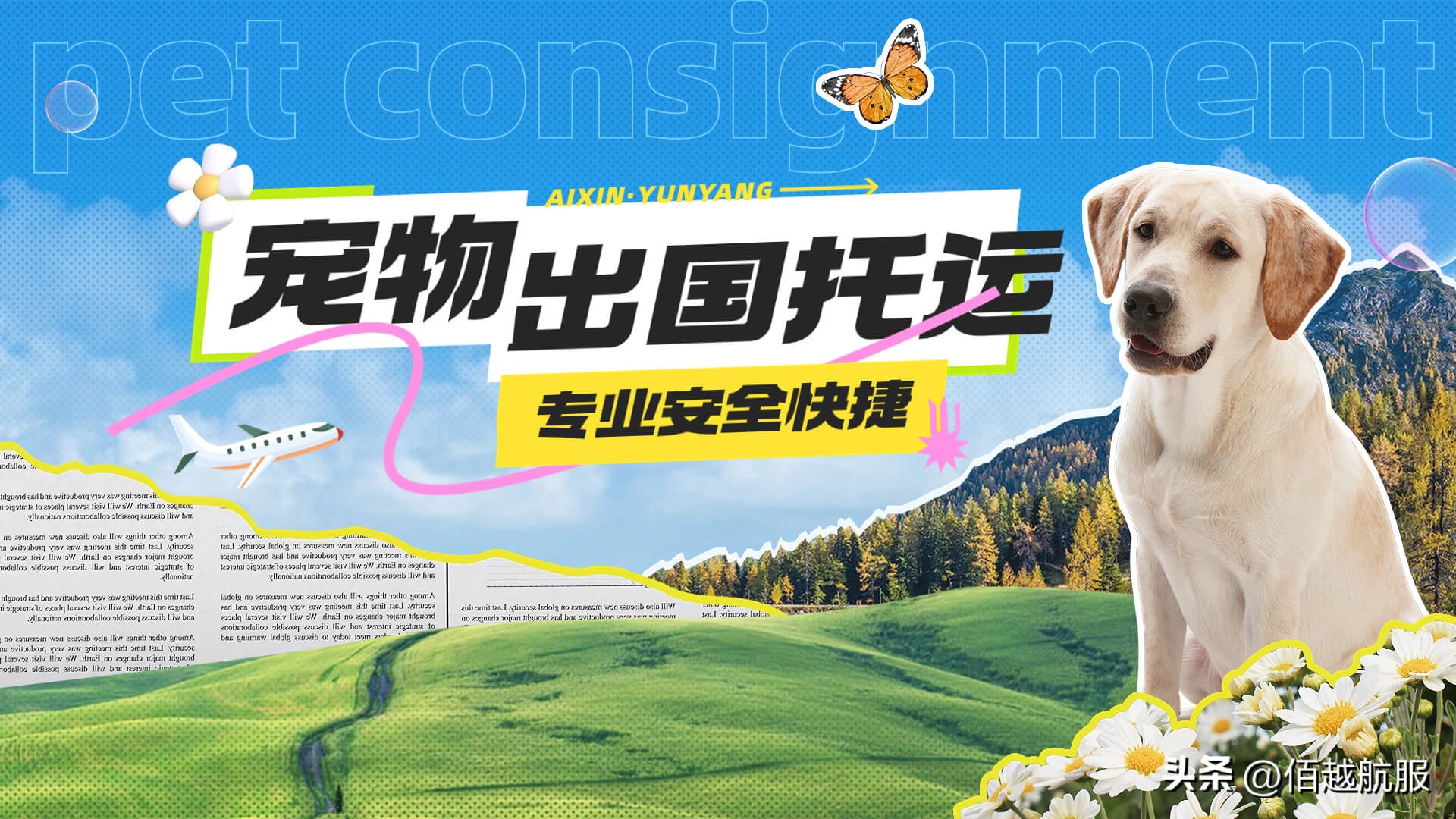 靠谱的宠物托运公司,宠物托运公司哪家比较好