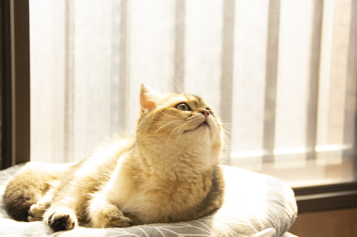 猫咪上厕所频繁尿一点点吃什么药,猫咪睡觉上厕所憋不住尿了