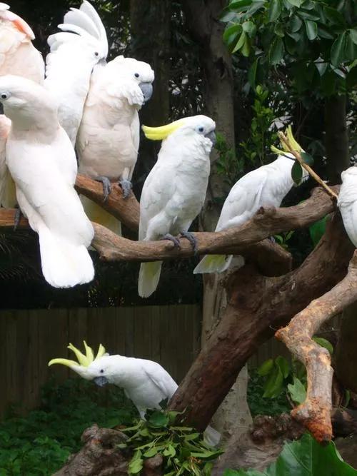 广州长隆野生动物园全部动物,广州长隆野生动物园所有动物介绍