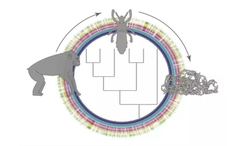 比人古老的生物,30年前虱子为什么频繁出现
