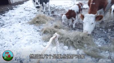 最具野性的美，我提名她