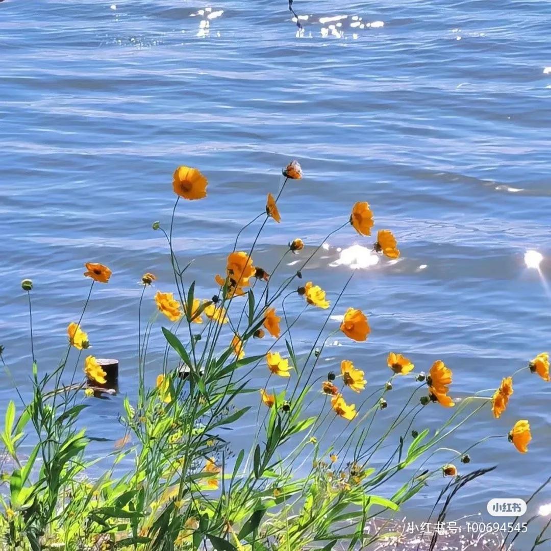 春风十里，虽然春天已尽。