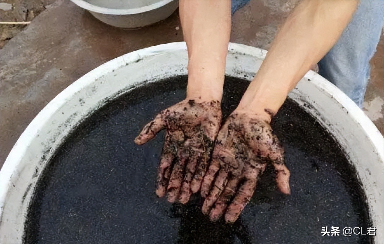 种菜遇见菜青虫，千万别打药，3个小技巧轻松解决，一定要学会