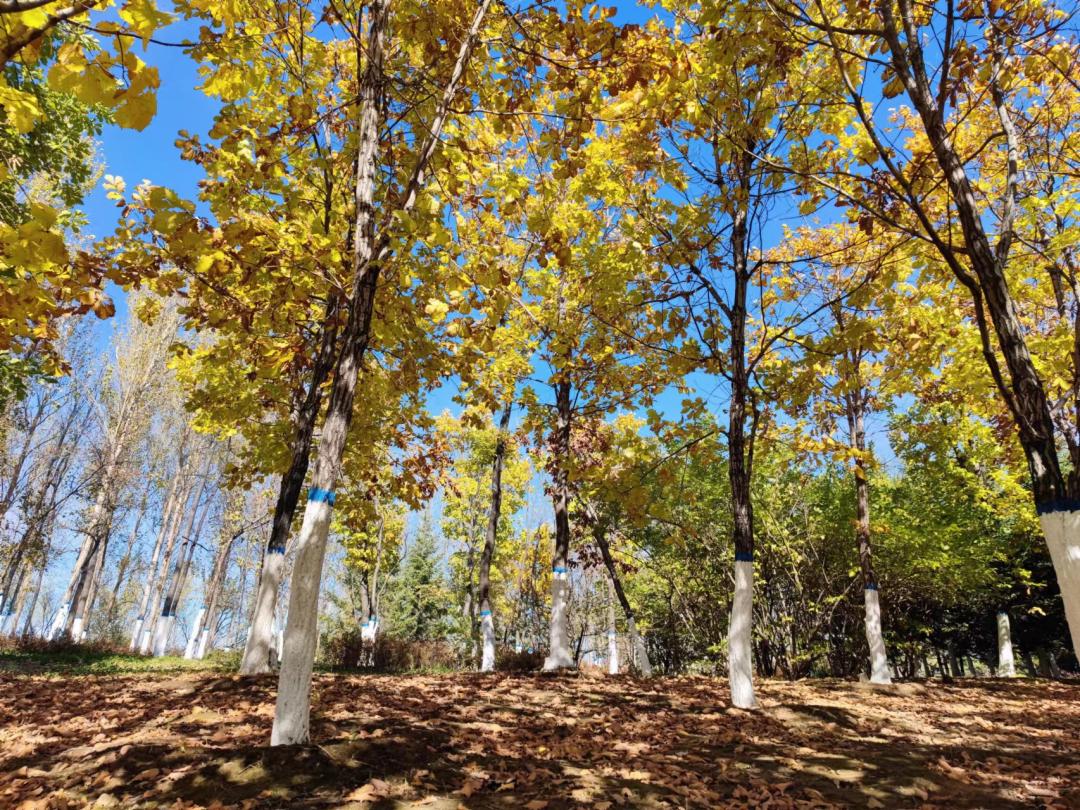 长春的秋天风景,长春周边一日游的绝佳去处秋天
