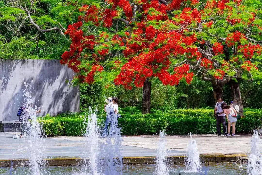 深圳3月14个赏花胜地全部免费,深圳清明节踏青赏花好去处