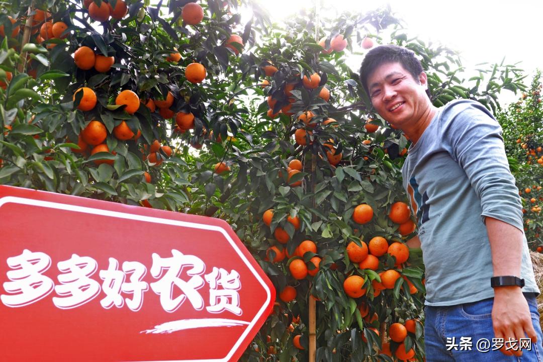 拼多多发展云计算,云时代手机