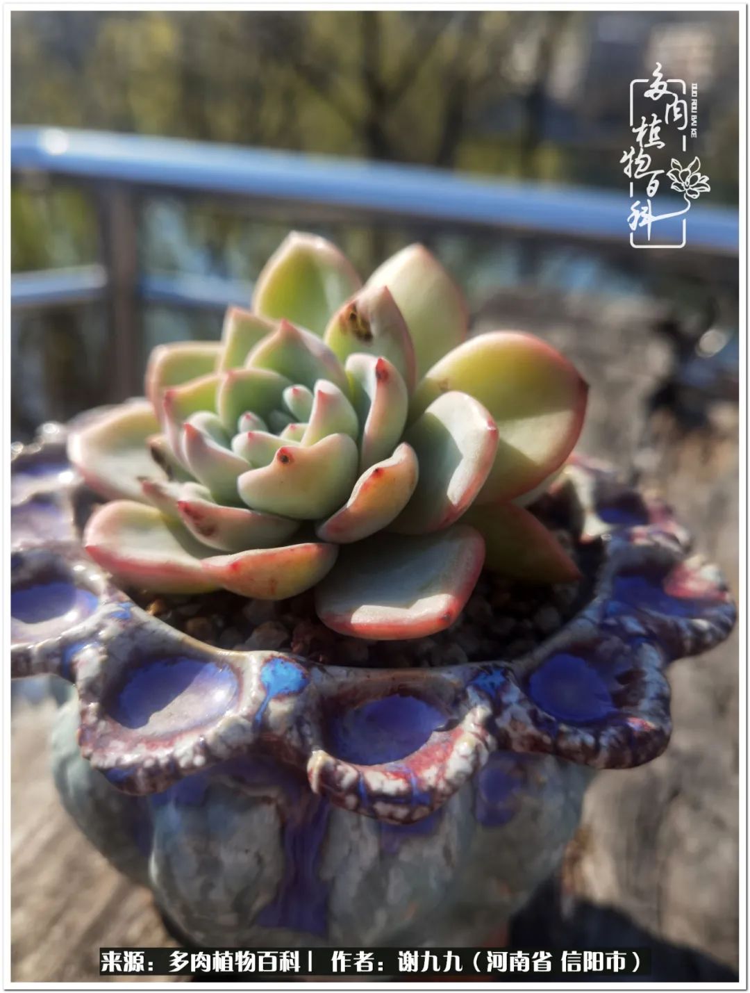 与多肉植物在一起的感怀,与多肉同行