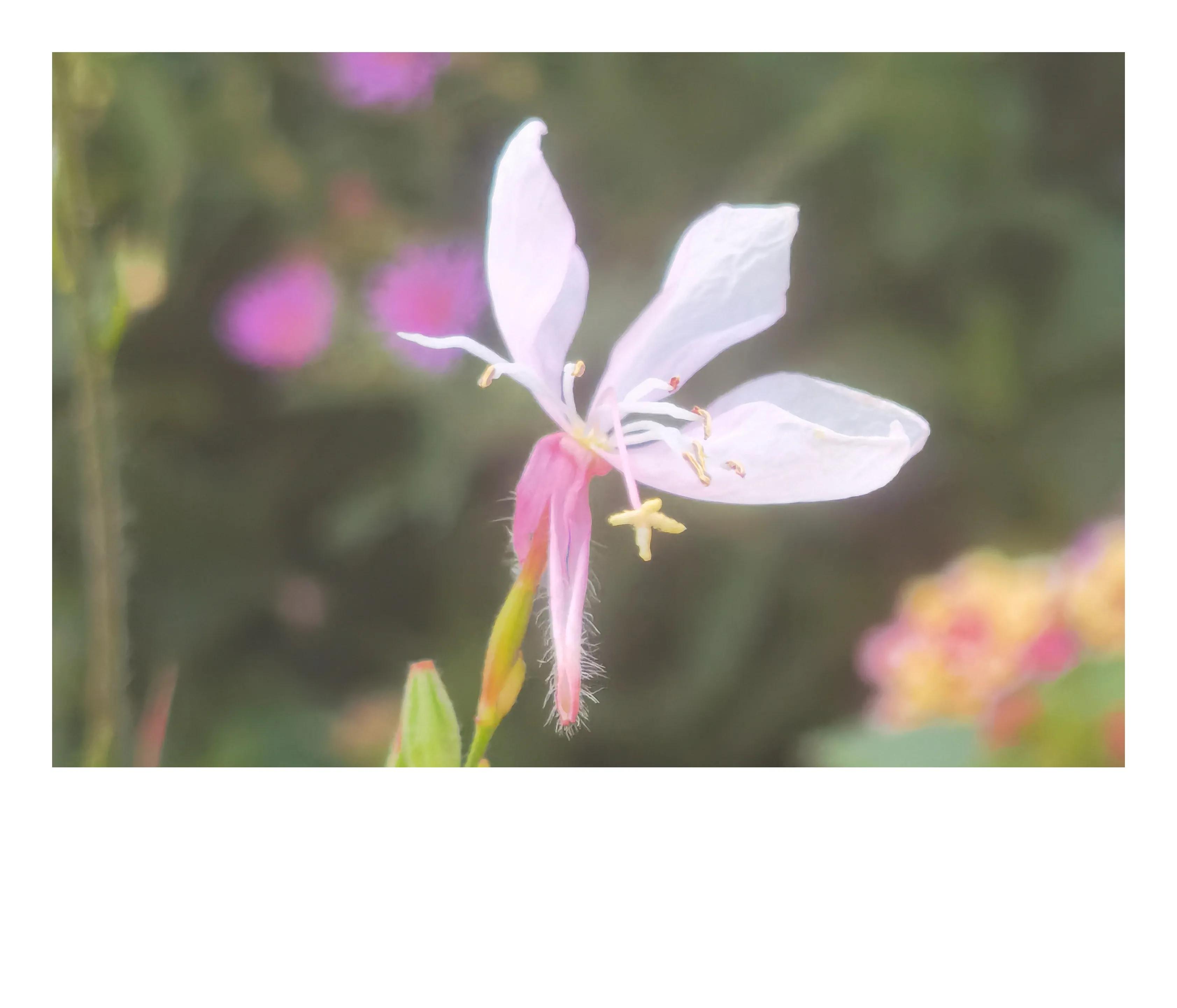 奥森公园里秋意图片,奥森公园的秋花也很漂亮