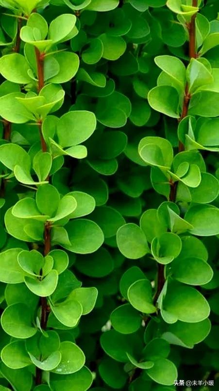 超清超美独一无二手机壁纸图片,养眼养心的壁纸