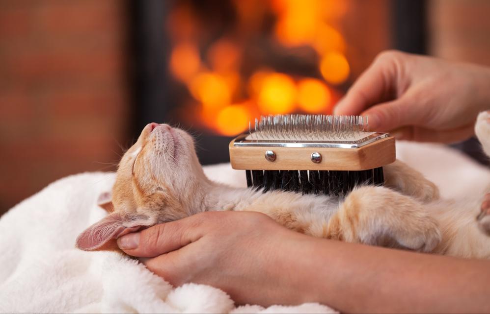 猫咪的4个特点养猫的朋友们须知 (猫咪小知识养猫更放心)