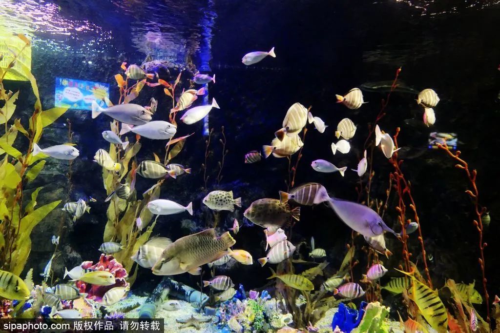 畅游海底世界活动,北京半日游海底世界