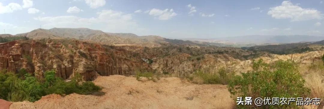 被称为绿色金子的特色蔬菜,被欧洲人称为绿色金子