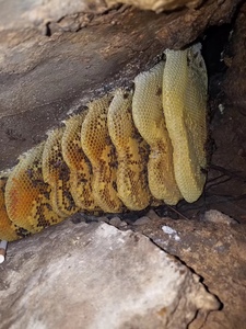 中国最大蜜蜂蜂巢,蜜蜂最高能飞几楼