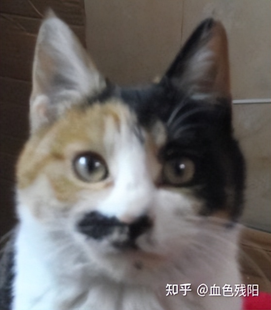 长寿猫咪,猫咪长寿