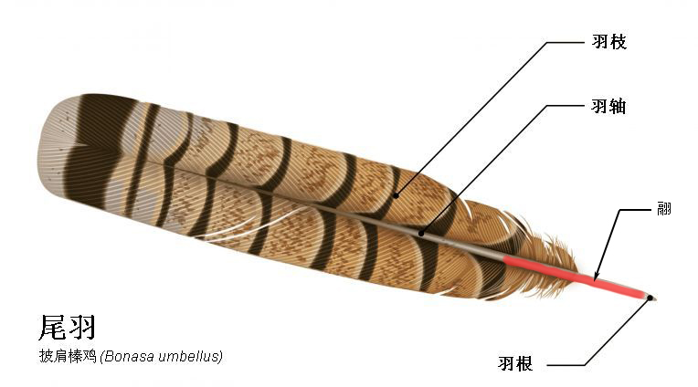 《说文解字》第692课：成语“羽翮飞肉”的“翮”是什么意思？