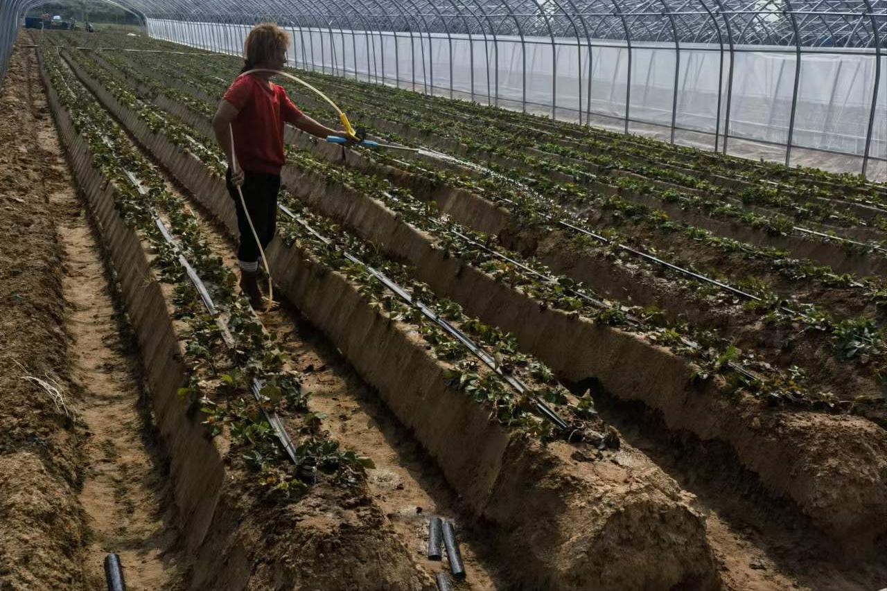 草莓现蕾不整齐的原因？草莓苗长势不齐，如何管理？