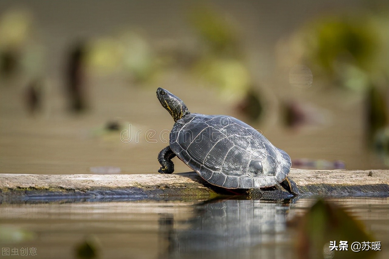 加温的龟腐甲了怎么办,加温养龟为什么还会有透明水霉