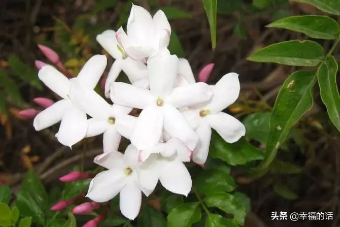 英国国花世界各国的国花,各种国家的国花大全