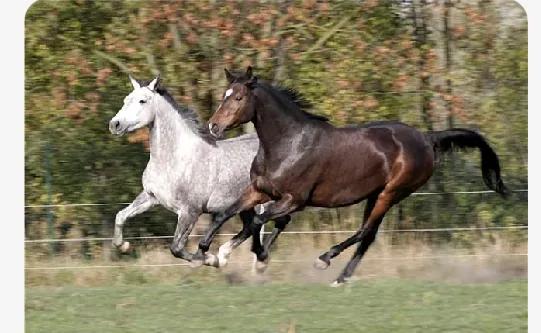 马与马的属相相配怎么样,属马的三合属相与哪个相配