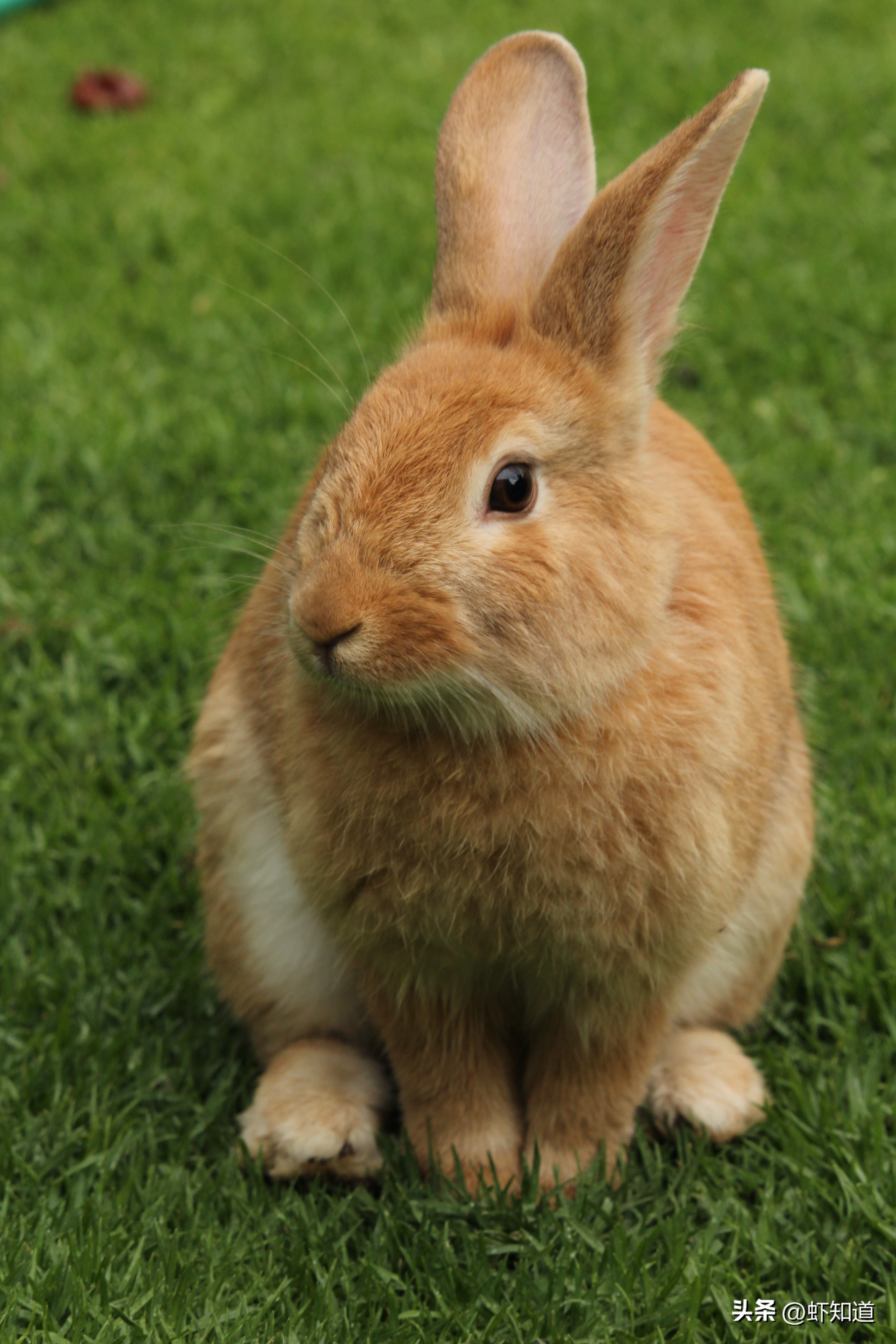 兔年怎么能少了兔子,兔年为什么叫卯兔