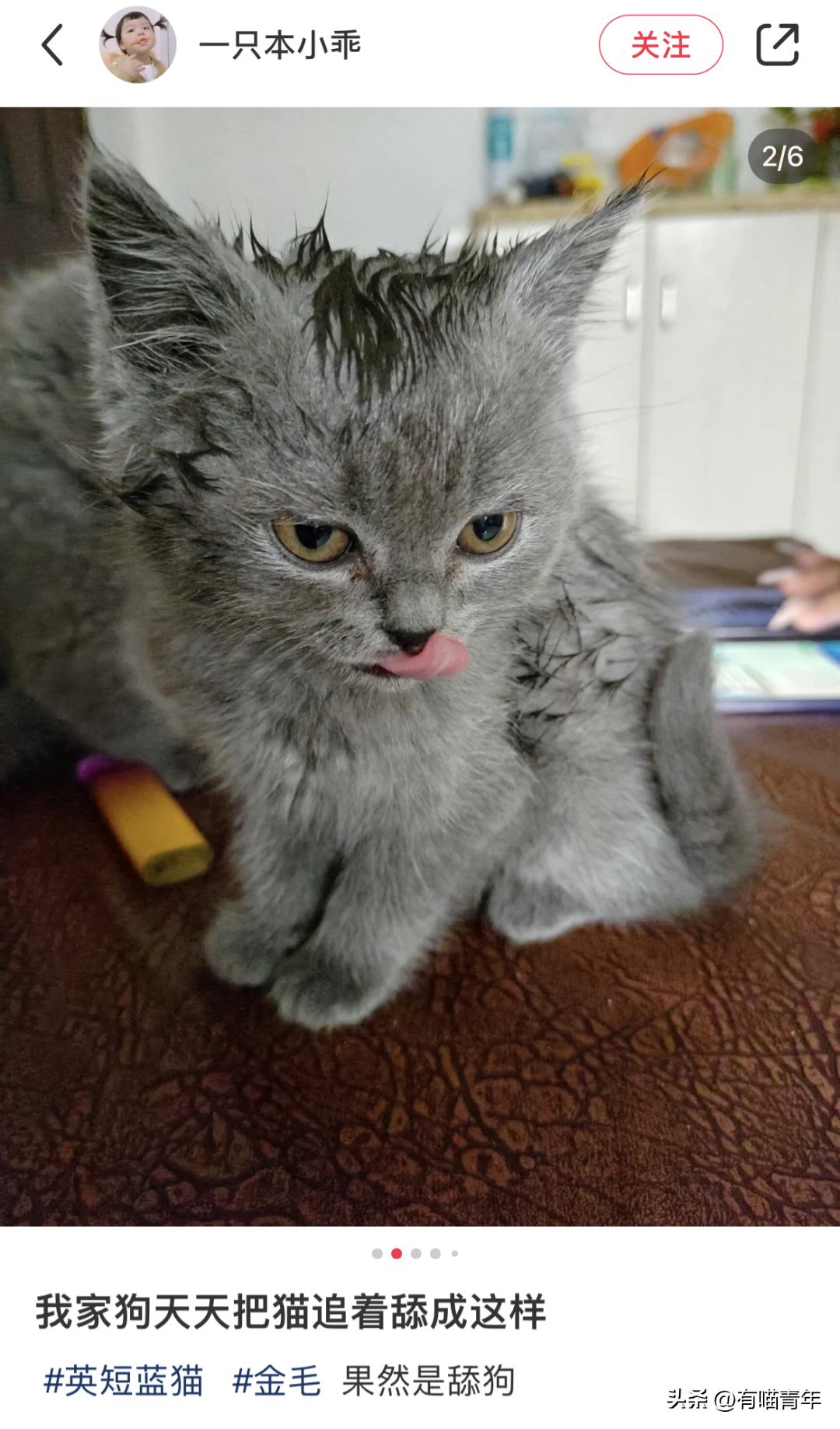 猫拉粑粑拉不出来不吃东西,猫老是叫还到处拉尿怎么办