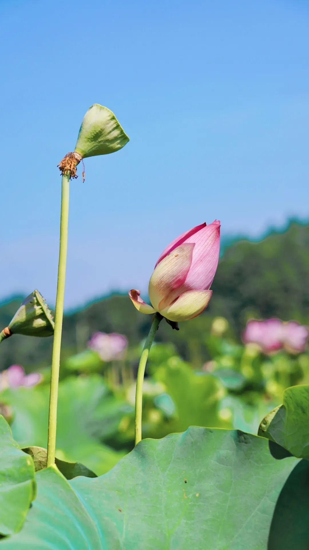 小暑已至！夏日顶流登场，一池荷风，满院莲香，惊艳了整个夏天！