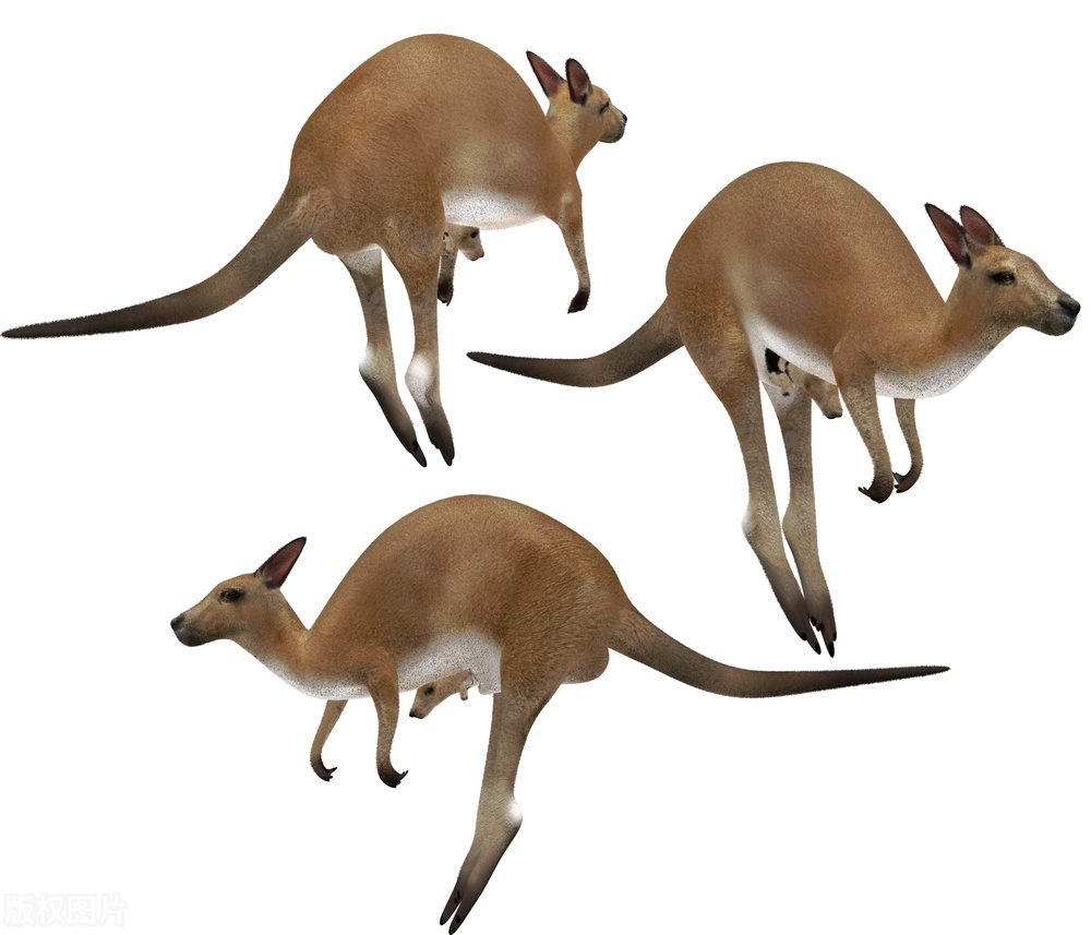 袋鼠整天一跳一跳的不伤膝盖吗,袋鼠一直跳