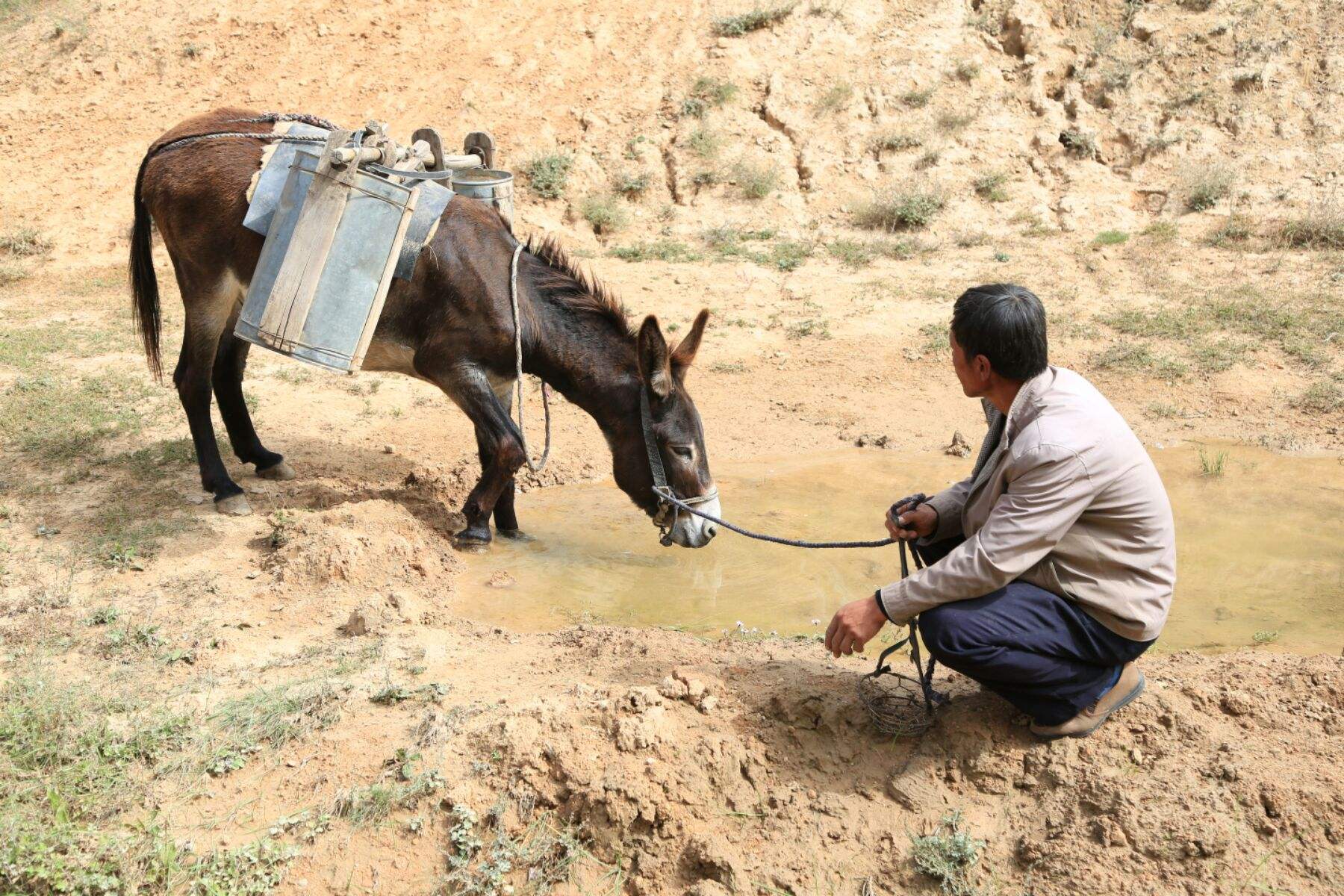 马真的比驴好吗,为什么马永远无法取代驴子的地位
