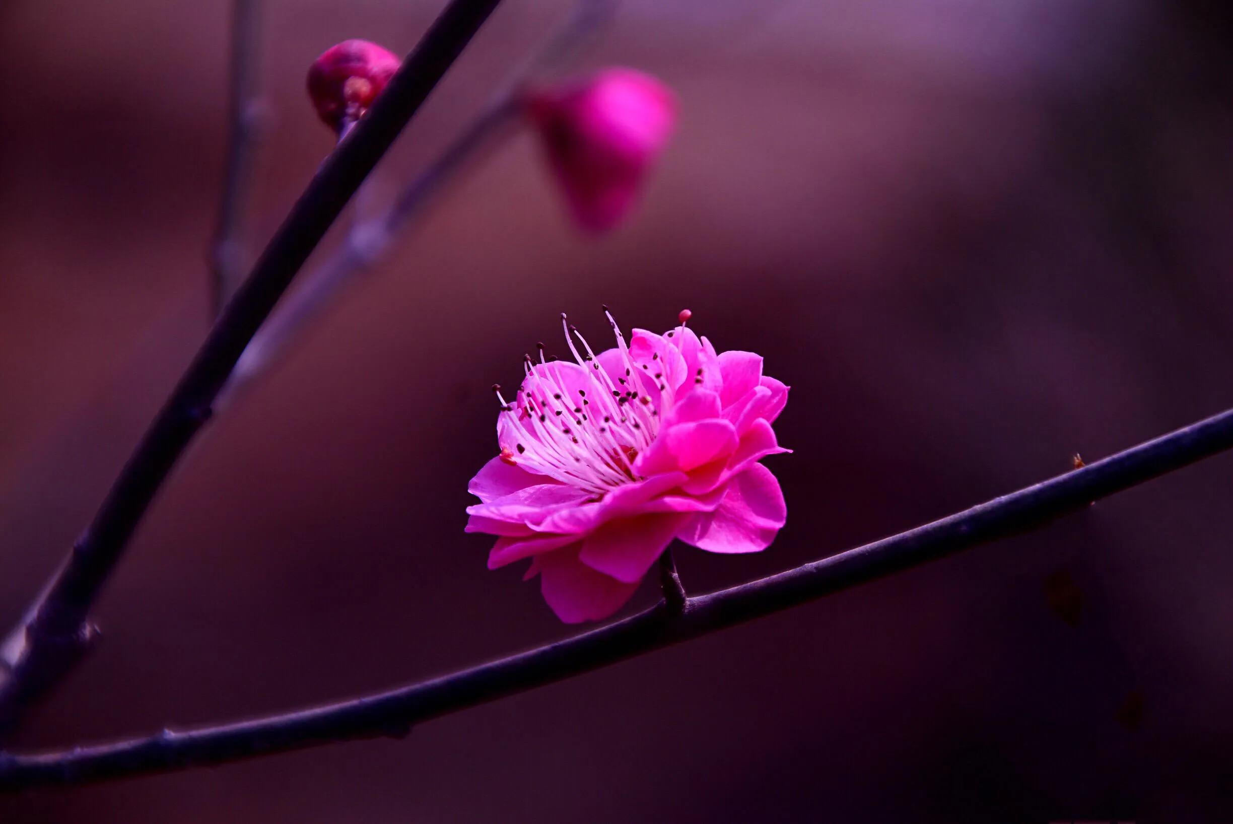 花卉摄影秋日的浪漫,花卉摄影春暖梅花开