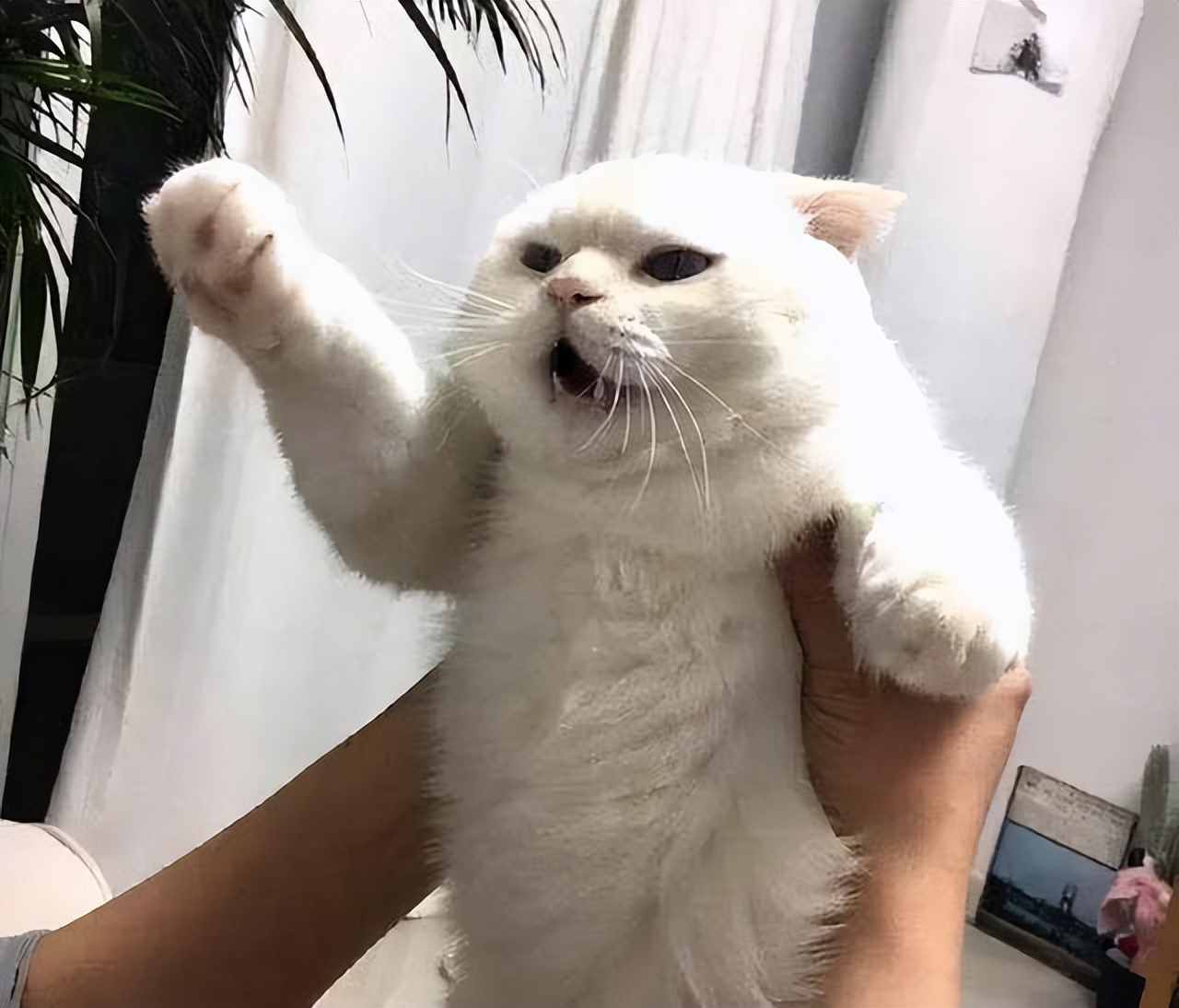 猫咪高冷不粘人见人就跑,猫咪高冷表现很淡定自如