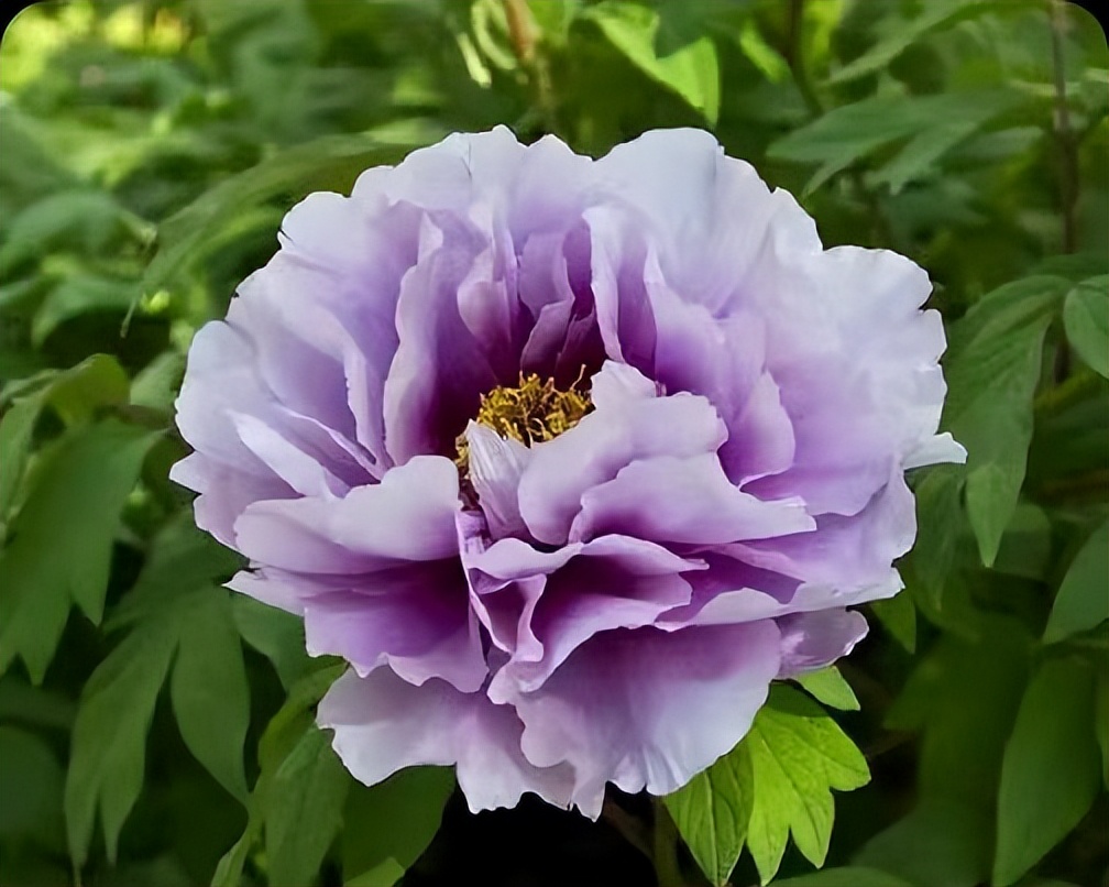 十二首牡丹诗词共赏国色天香,12首最经典的牡丹花诗词