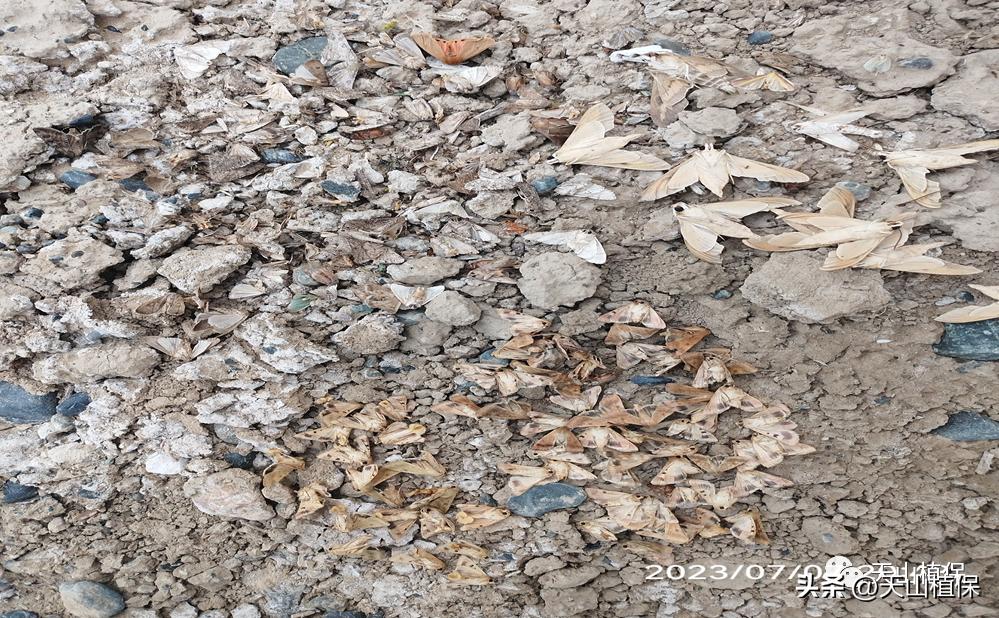 春季病虫害发生动态防控建议,当前病虫害发展实况及植保技术