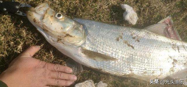 邓刚钓翘嘴鱼视频完整版,邓刚钓翘嘴鱼的方法及技巧