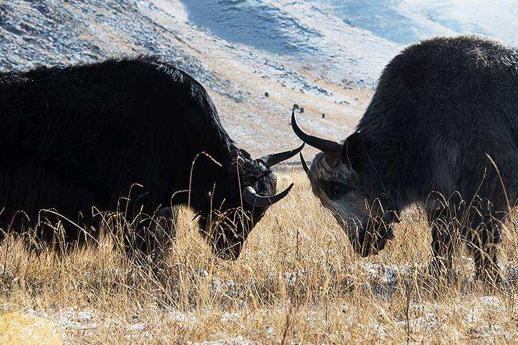 美国女孩嫁农村小伙,美国姑娘嫁河南农村