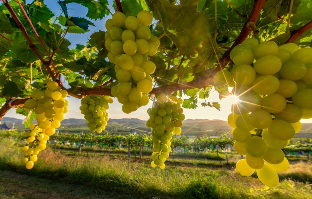 抓住秋天摘苹果,抓住秋天的尾巴赏红叶