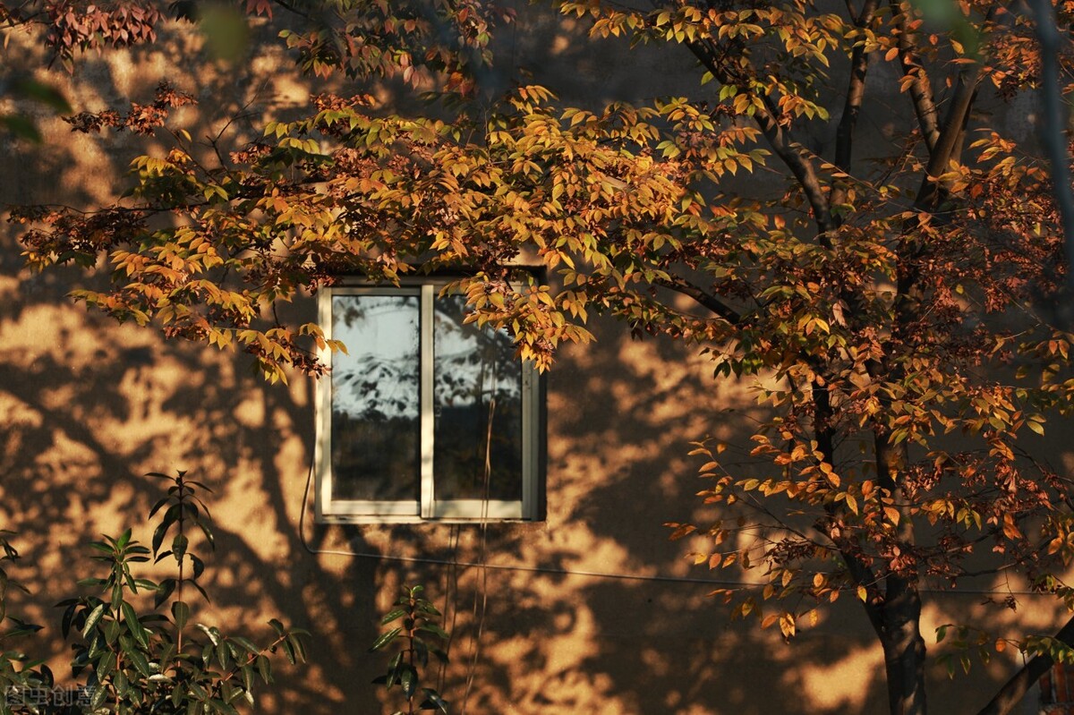 离离原上草一岁一枯荣的翻译,离离原上草一岁一枯荣诗句的意思