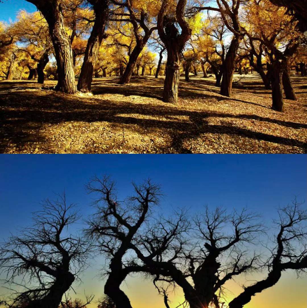 五一从额济纳旗出发自驾北疆,额济纳旗自驾旅游攻略