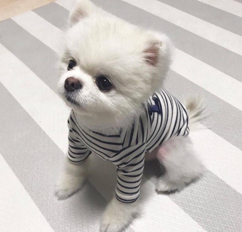 新手养狗建议养什么品种,养狗必读的100种方法