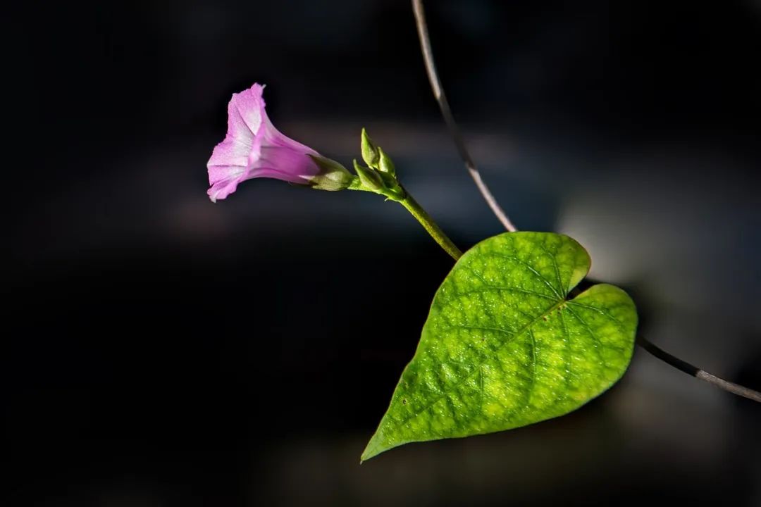 30首初夏诗词,暮春初夏的唯美诗词